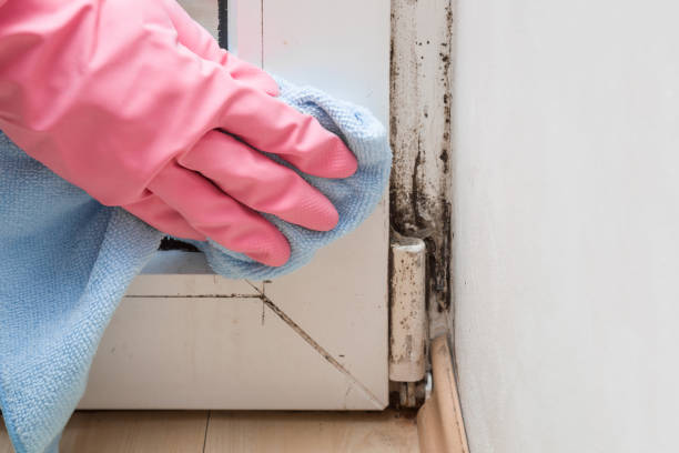 Best Home Mold Removal  in Milford Square, PA
